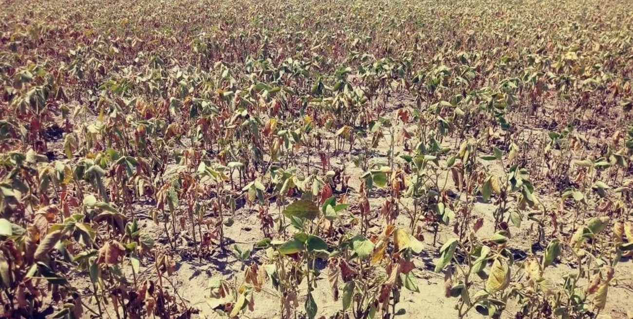 Por la sequía, hay dos pedidos en la Legislatura para declarar Emergencia Agropecuaria en el sur santafesino
