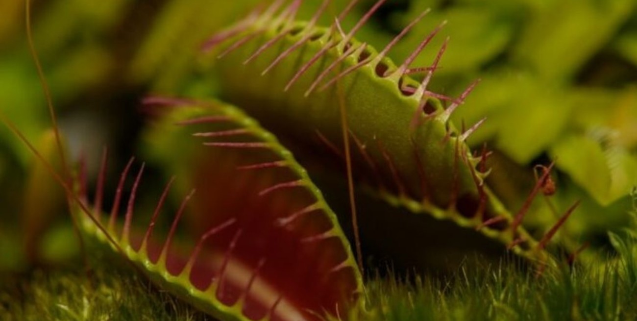 Crean un dispositivo para comunicarse con las plantas