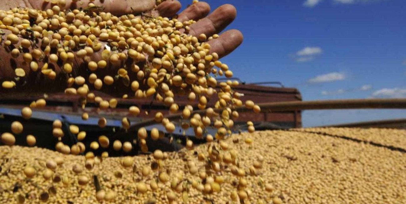 Se recuperaron más de 600.000 hectáreas de soja de segunda