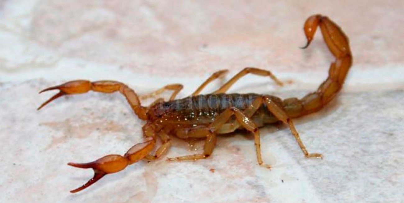 Infografía multimedia: características del alacrán y cómo prevenir picaduras