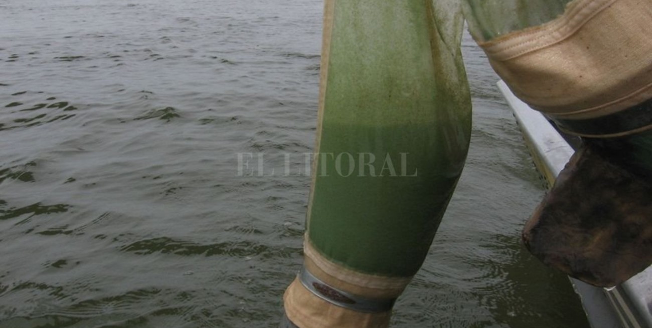 Las aguas verdes en lagunas y ríos  santafesinos pueden ser tóxicas