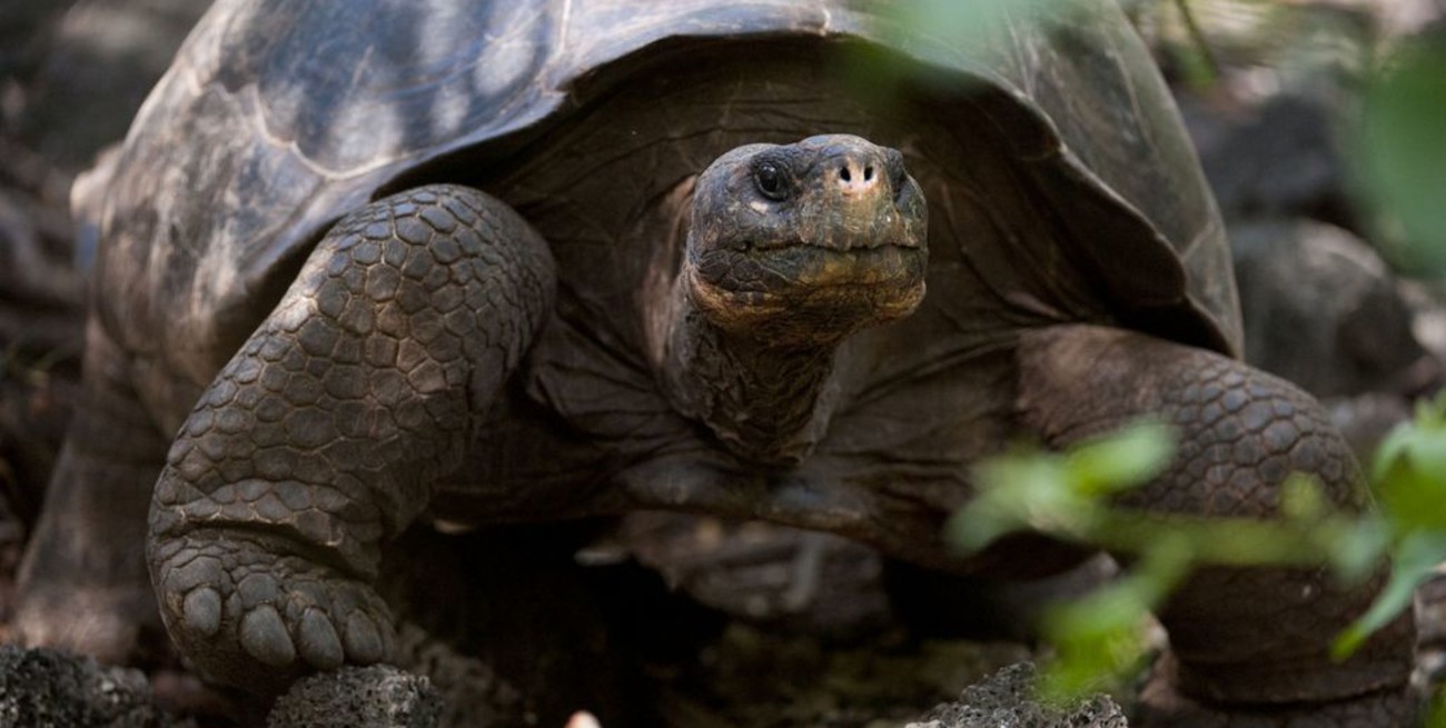 Robaron 123 tortugas gigantes en un criadero científico de Galápagos