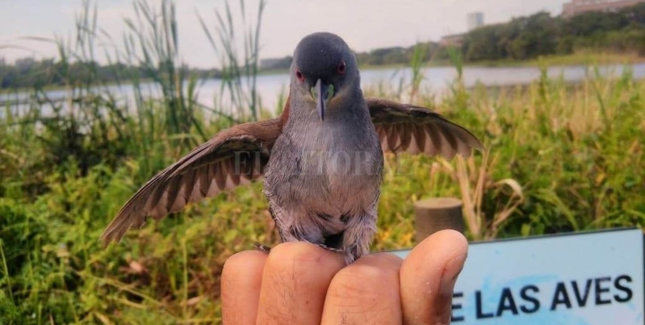 Un burrito que voló lejos 