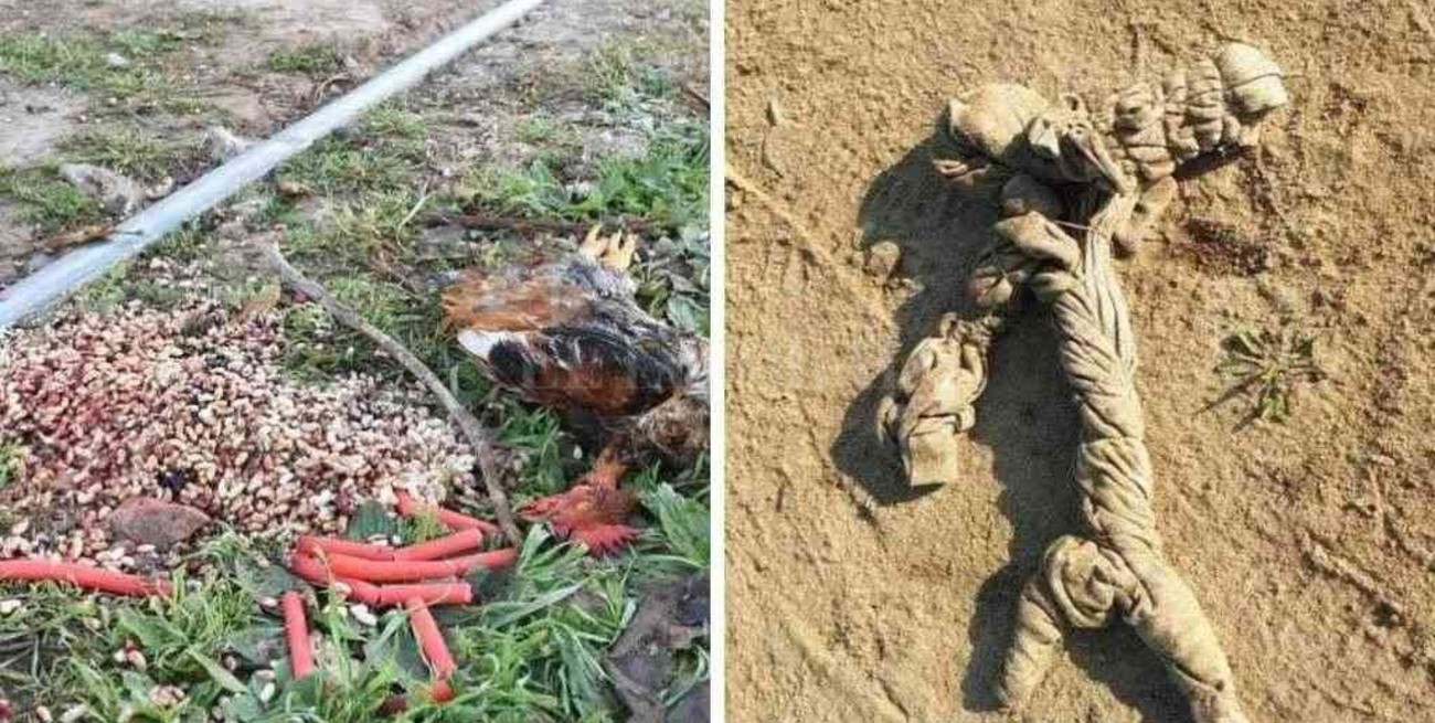 Extraños ritos en Guadalupe