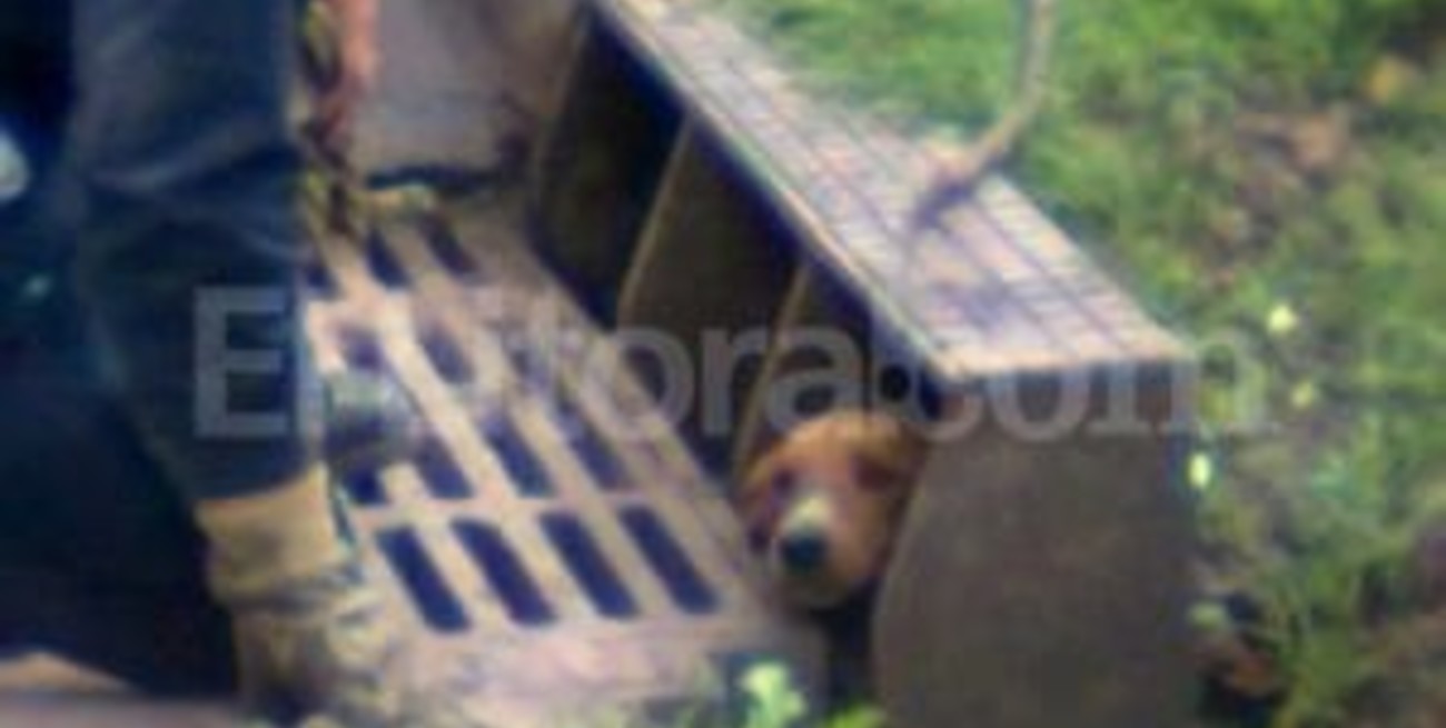 Rescatan un perro travieso que se metió a una boca de tormenta