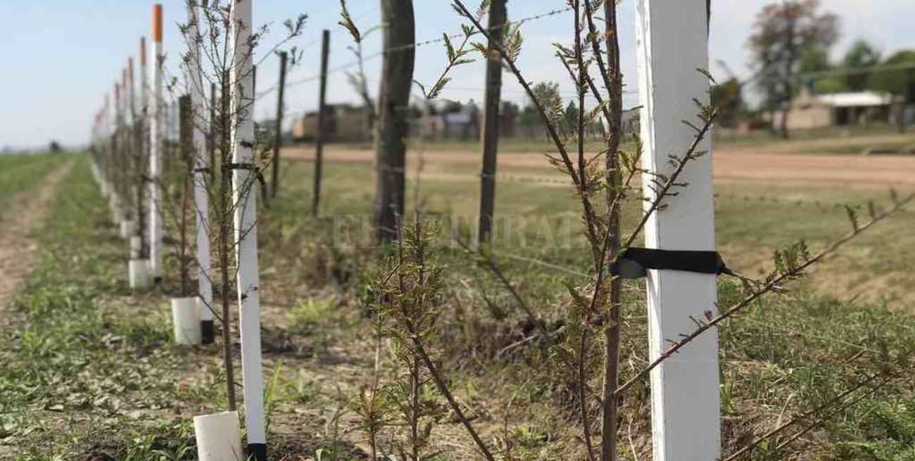 San Carlos Centro impulsa la forestación rural