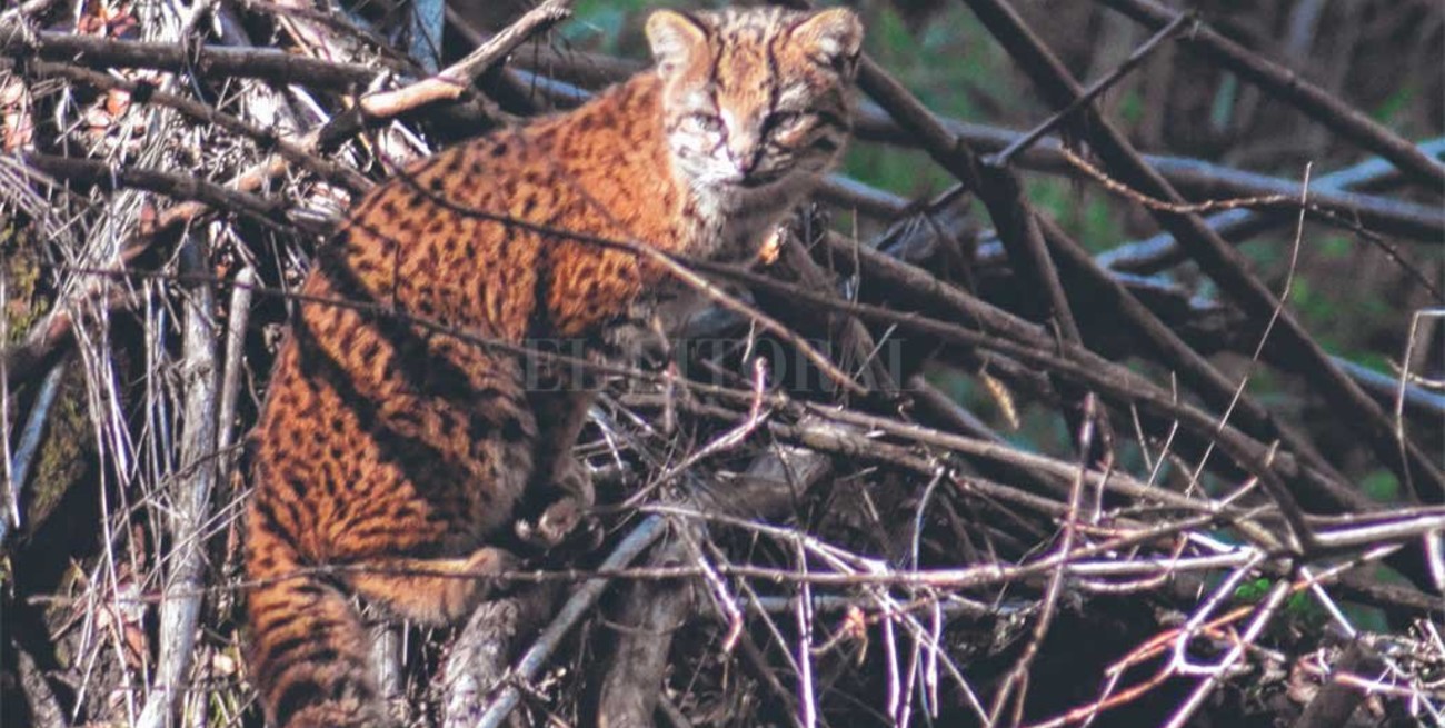 Fotografiaron un ejemplar en peligro de extinción por casualidad  
