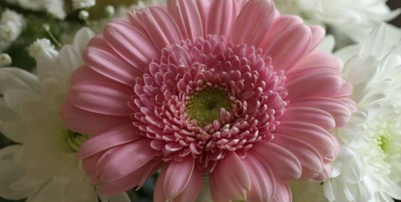 Las doce mejores flores para regalar, según cada mes