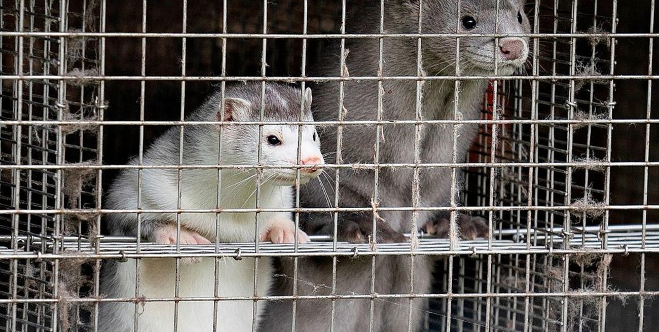 Finlandia vacunará a los visones contra el coronavirus