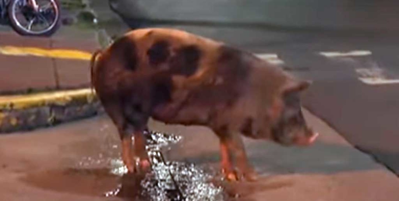 Video: el insólito paseo de un chancho suelto por el centro de Paraná