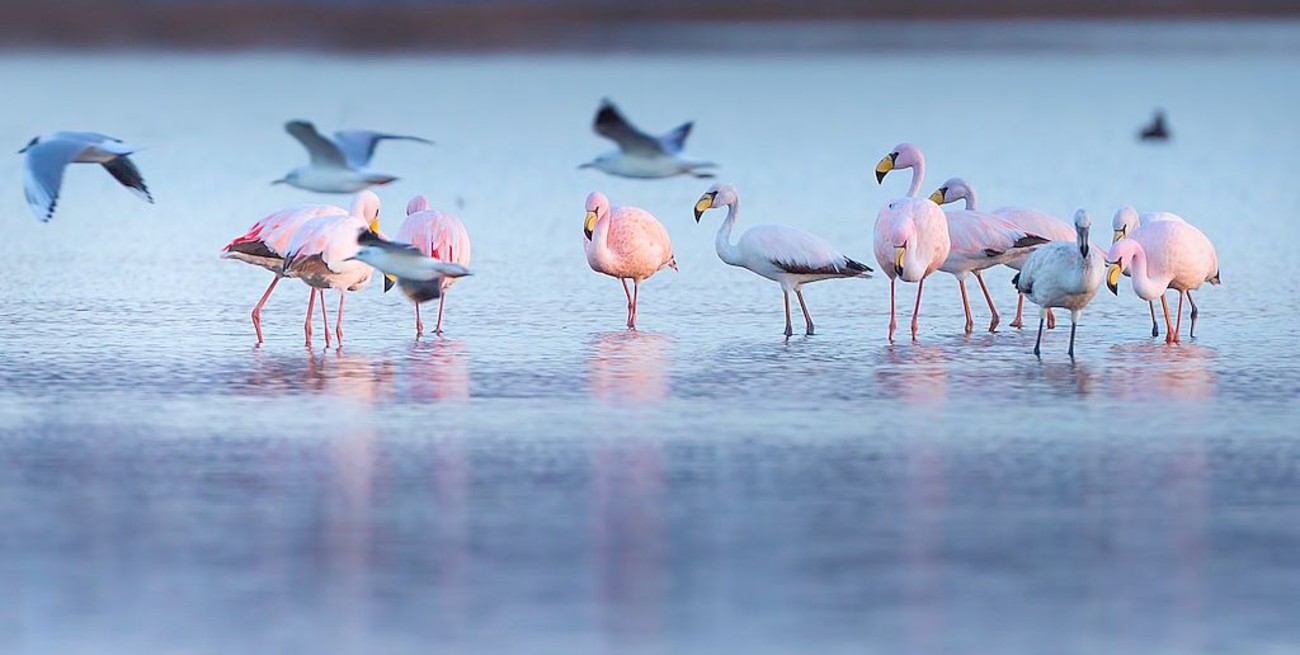 Ansenuza: el humedal más grande de Sudamérica, a un paso de ser Parque y Reserva Nacional