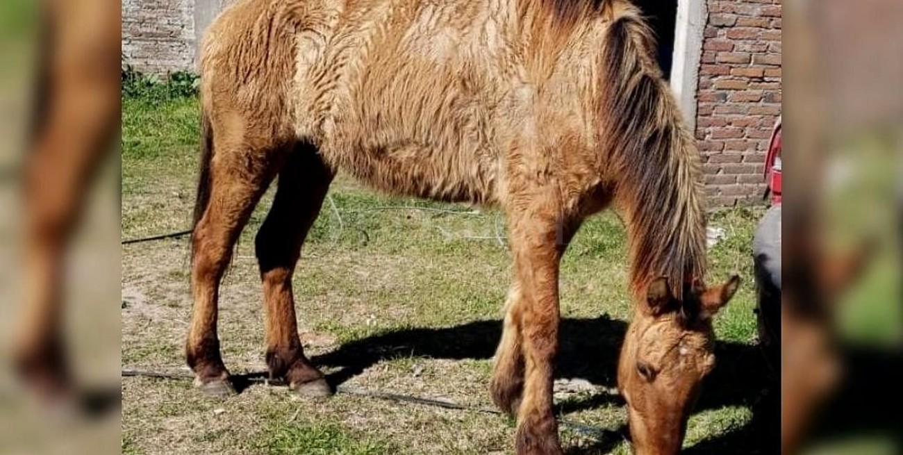 Policías rescataron una yegua en mal estado que era usada para tirar de un carro