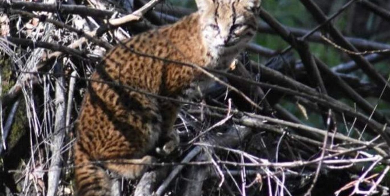 Fotografiaron en Bariloche un ejemplar de gato güiña, el felino más pequeño de América