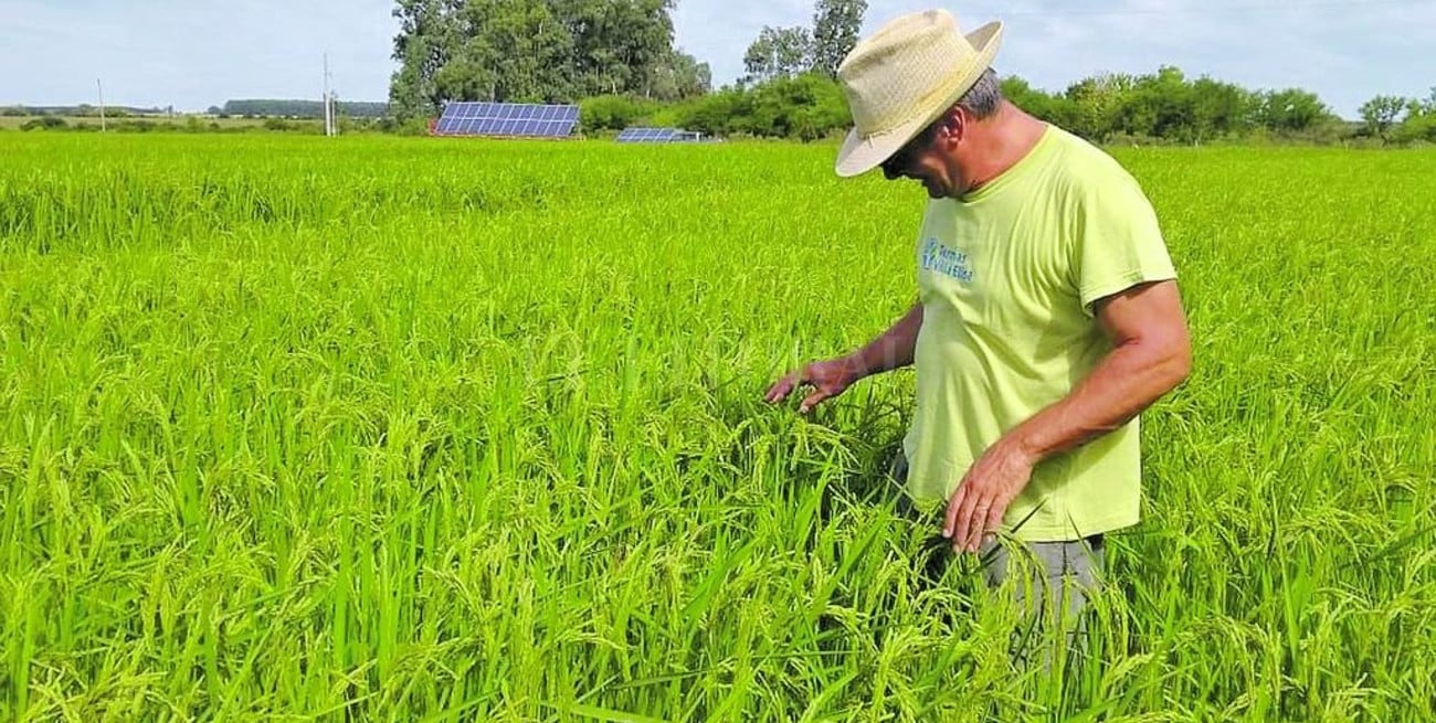 Cosechan arroz "solar"