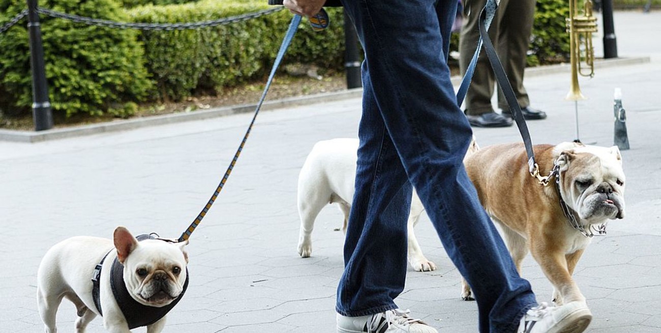Un automovilista atropelló a un paseador y murieron cuatro perros