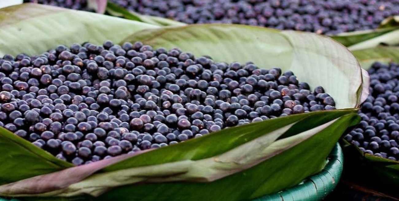 Incorporan al asaí al Código Alimentario