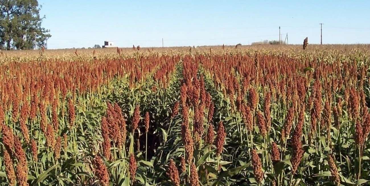 Ya se cosechó el 96% del sorgo implantado en Entre Ríos