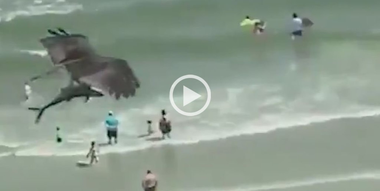 Video: Un águila atrapa con sus garras un tiburón