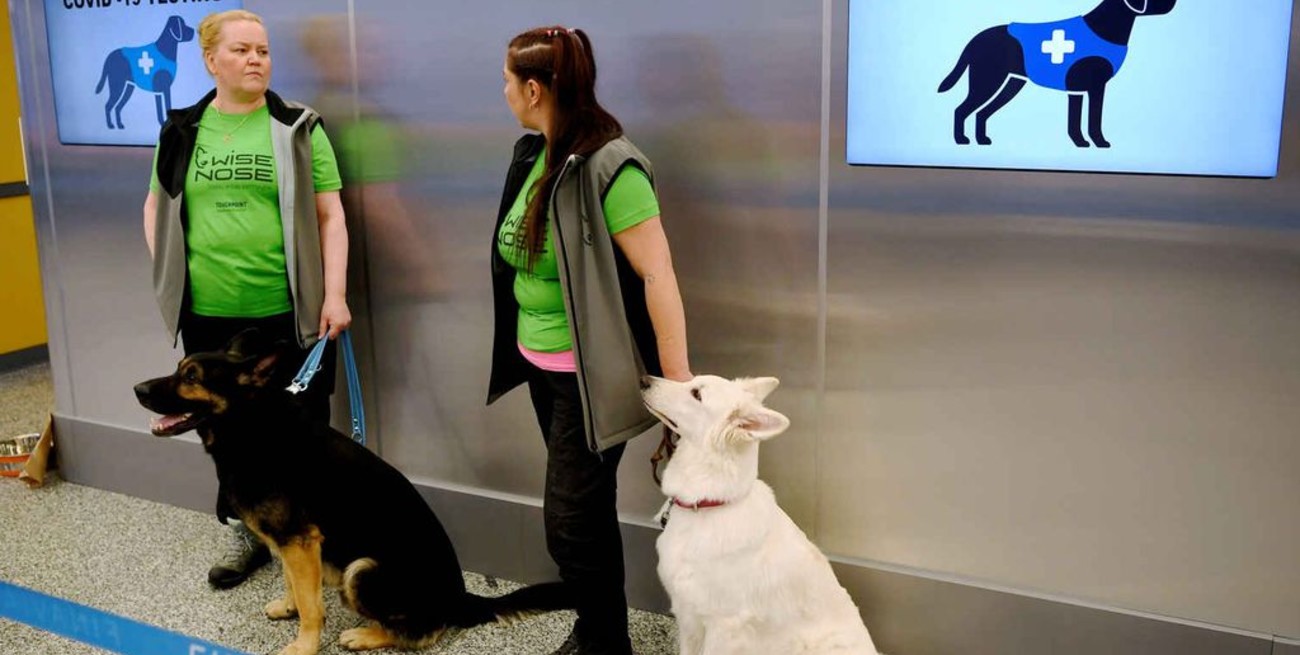 Perros entrenados pueden detectar Covid en 10 segundos y casi sin margen de error