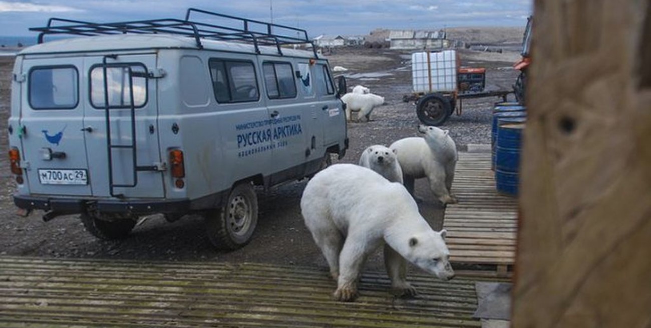 Estado de emergencia en Rusia por una "invasión" de osos polares