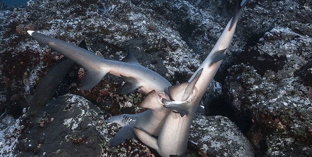 Viral: lograron fotografiar a dos tiburones en su raro ritual de apareamiento 