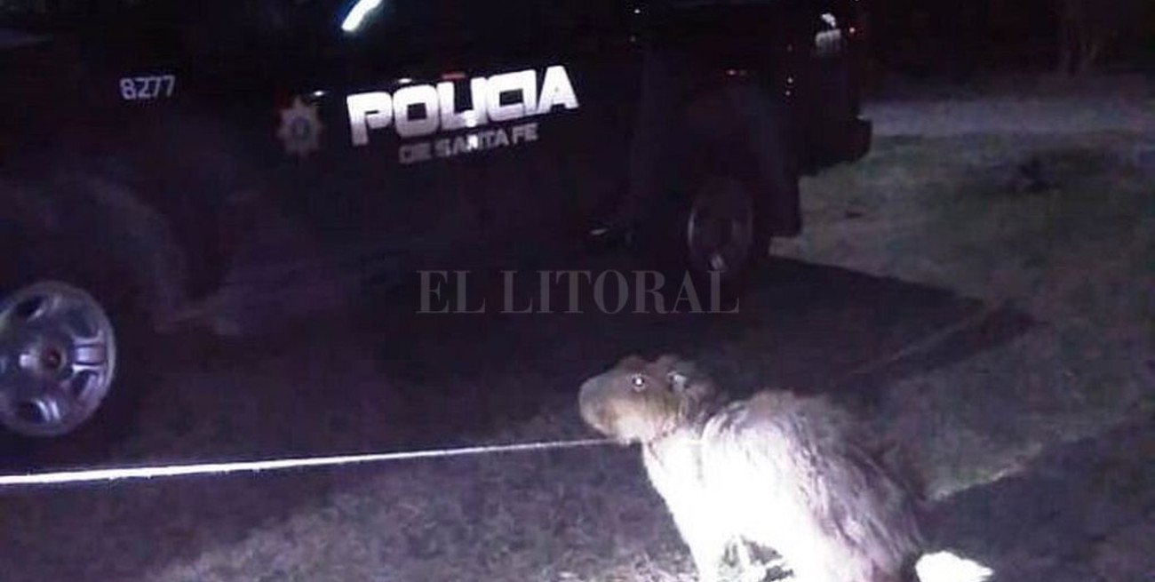 Rescataron y liberaron a un carpincho en Intiyaco