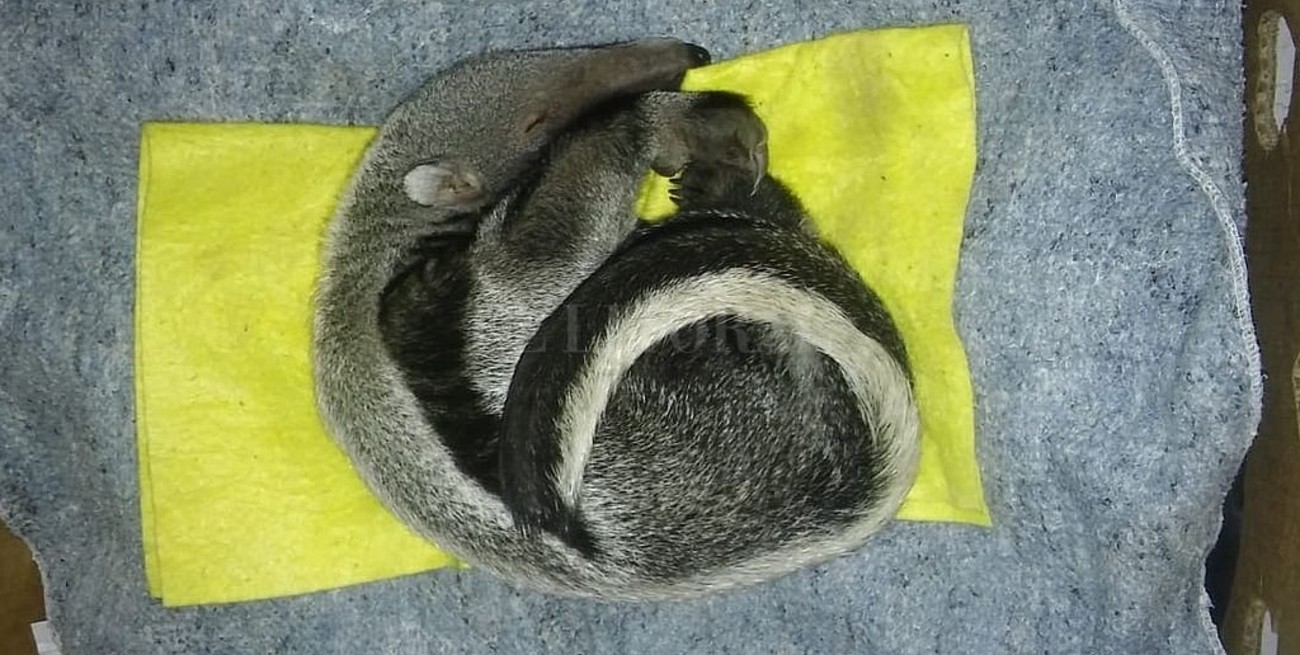 Pirú, la bebé de oso hormiguero rescatada "por casualidad"