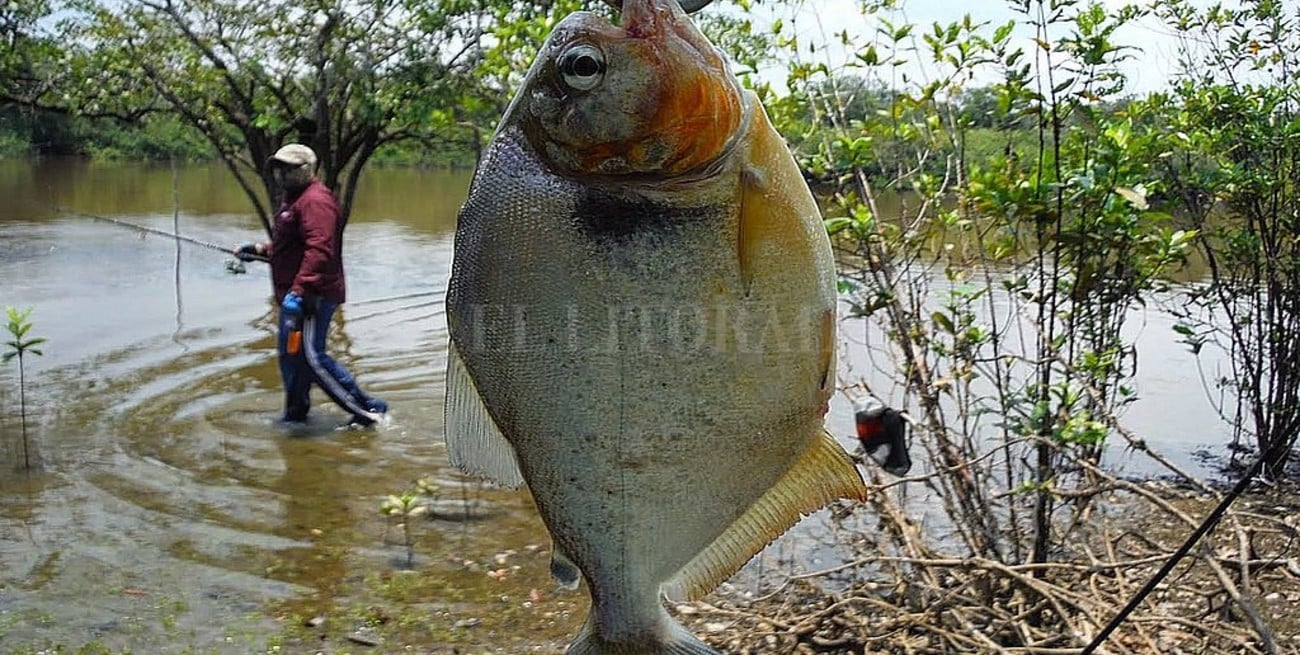 Misiones ya organiza su edición anual del Campeonato Internacional de Pesca de Pirañas