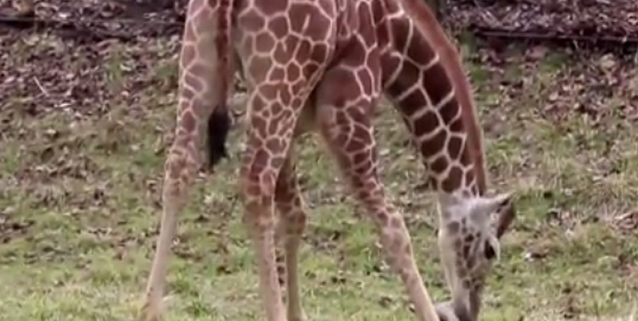 Indianápolis: el Zoo presentó a Kendi, una cría de jirafa nacida en cautiverio