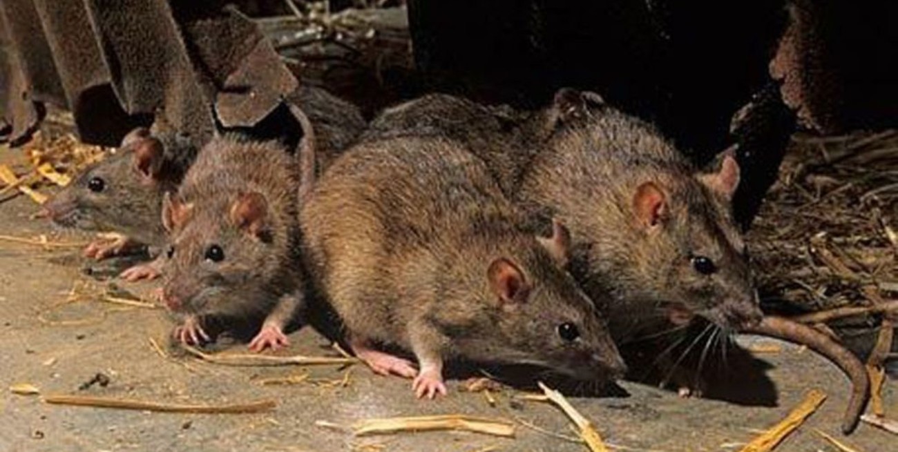 Chubut: Otro fallecimiento eleva a cinco las victimas fatales del hantavirus 