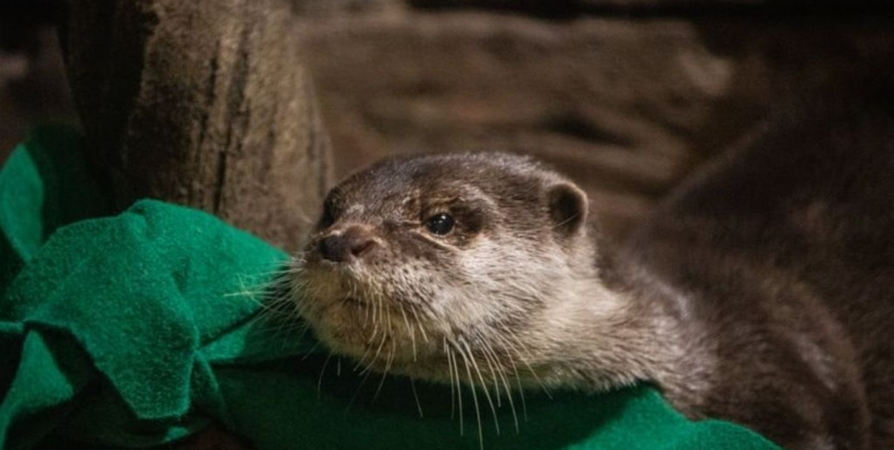 Nutrias del acuario de Atlanta dan positivo a Covid-19
