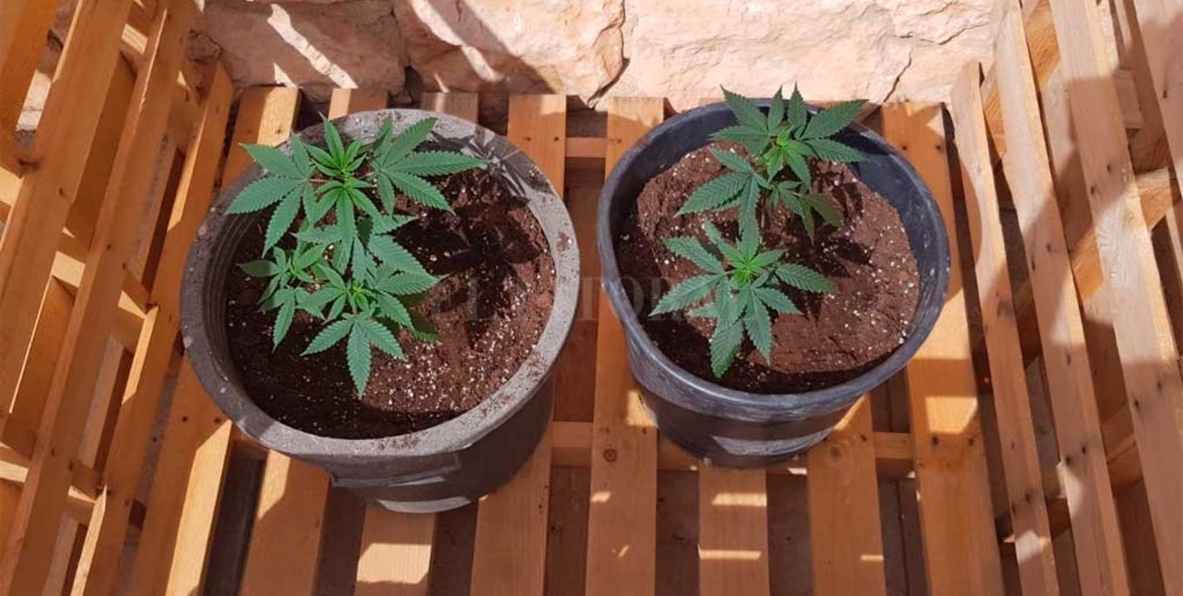 Insólito: armó un delivery de marihuana bajó la modalidad "take away" y fue detenido