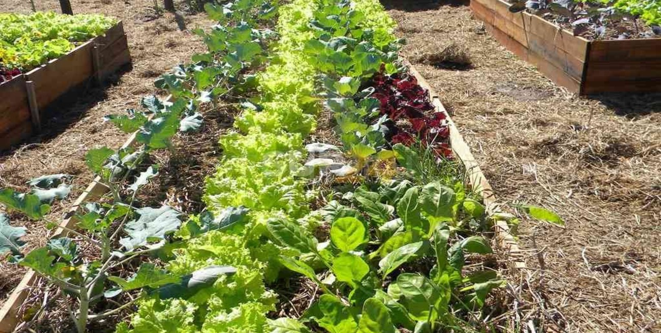 Melincué: lanzan novedosa capacitación gratuita de "Auxiliar de huerta"