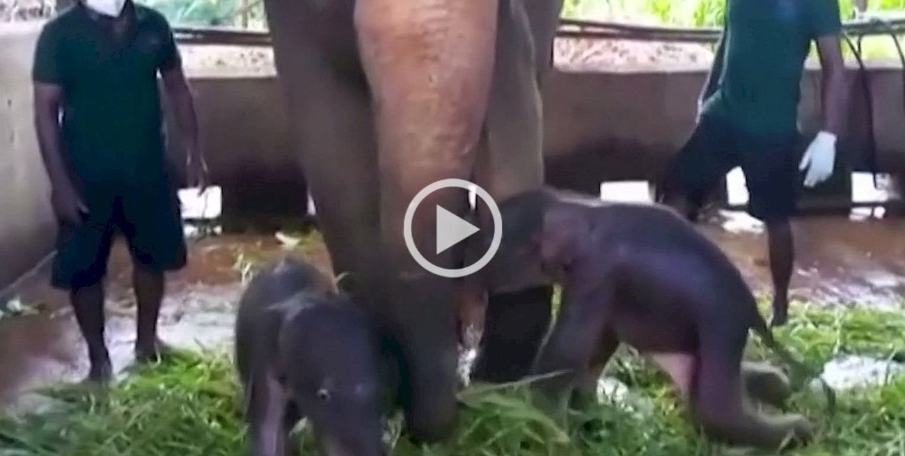 Video: nacieron elefantes gemelos en Sri Lanka