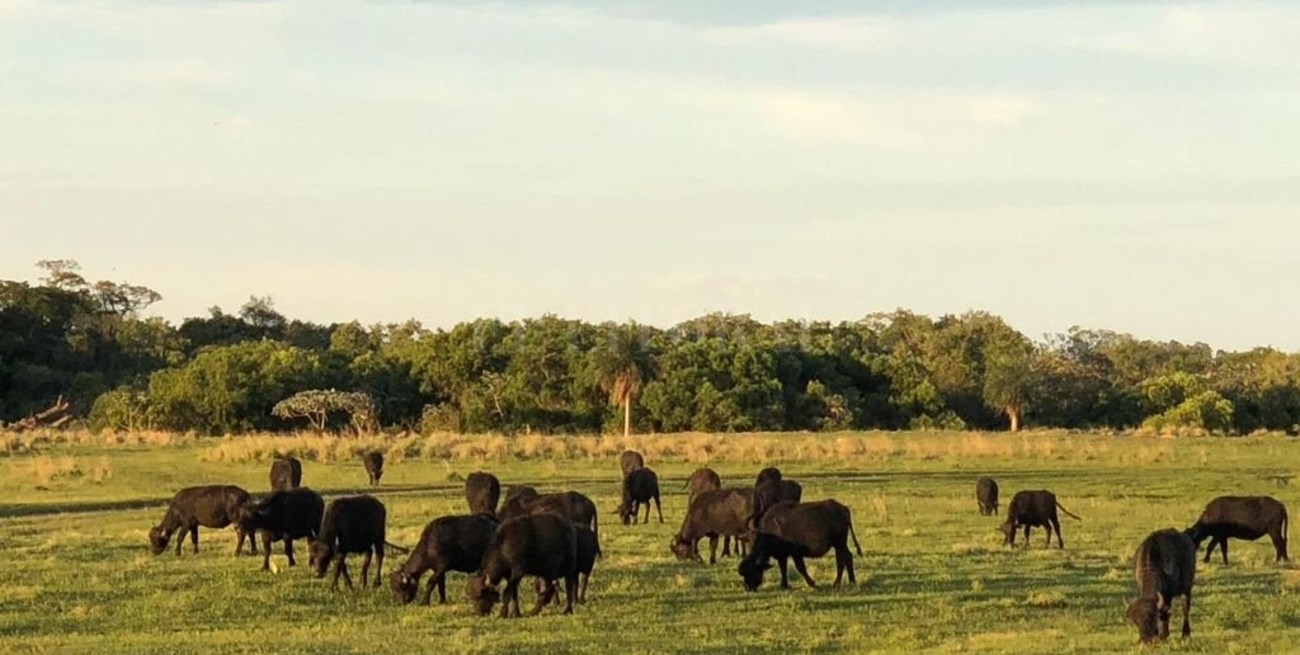 Cuota Hilton de búfalos, un negocio que todavía pasa desapercibido