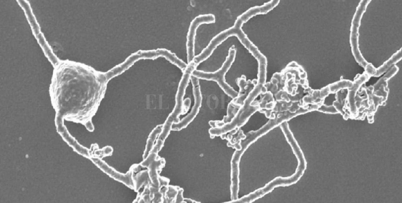 La ciencia japonesa descubre el microbio que generó a todos los organismos complejos terrestres