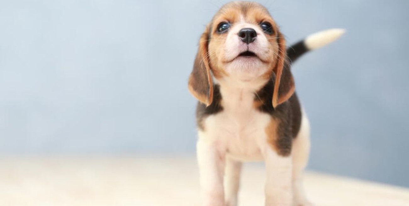 Celebran el Día Mundial del Perro y concientizan sobre el abandono de las mascotas