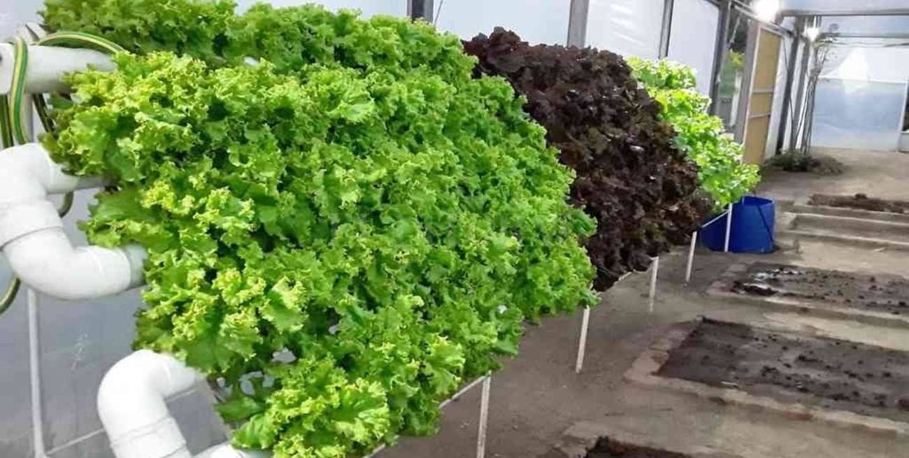 Hidroponia un sistema que revoluciona San Carlos Centro