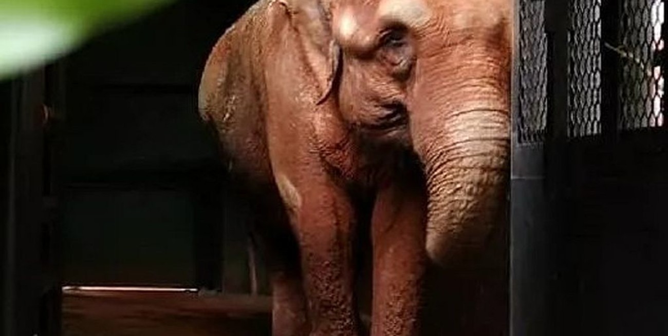 El Santuario en Brasil se prepara para la llegada de la elefanta Bambi