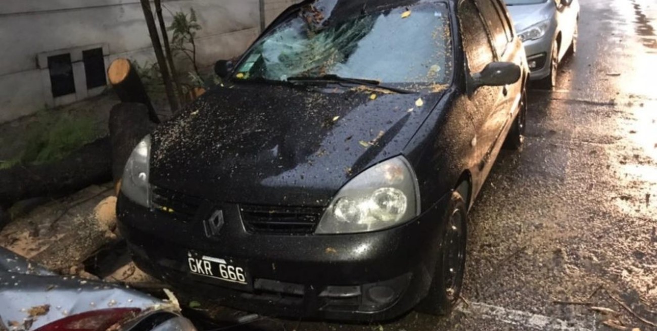 El temporal en Rosario provocó anegamientos y árboles caídos