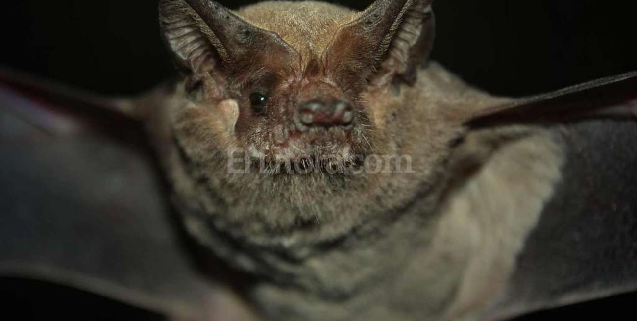 Esperanza: vacunan 400 perros y gatos por el murciélago con rabia