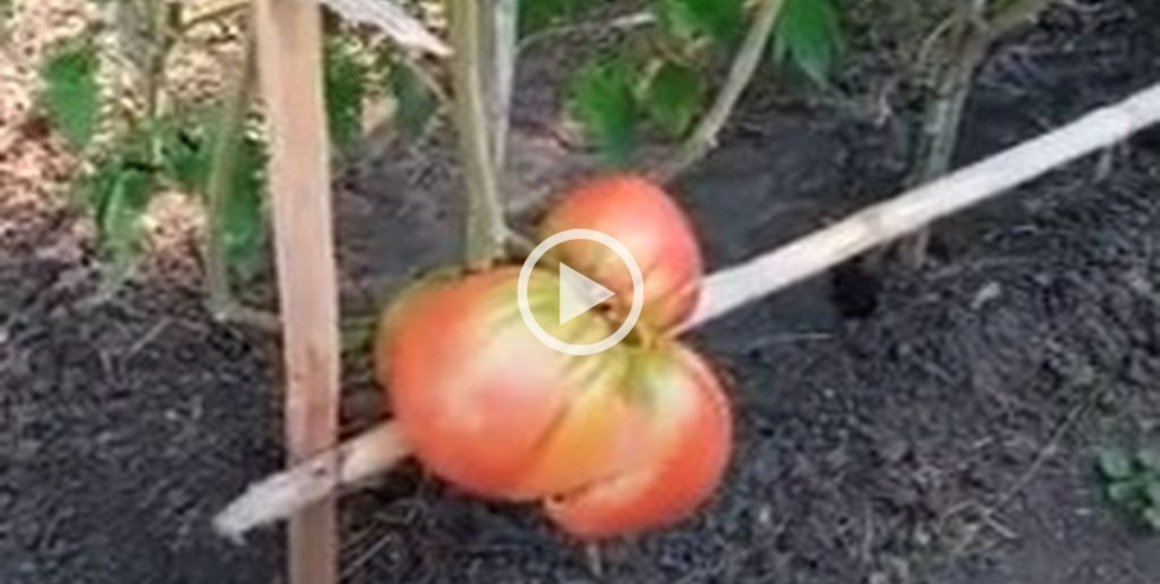 Cosecharon un tomate gigante en Entre Ríos