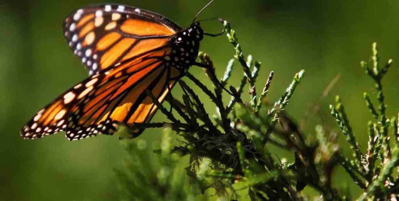 Según un estudio, un tercio de los insectos del mundo están en peligro de extinción