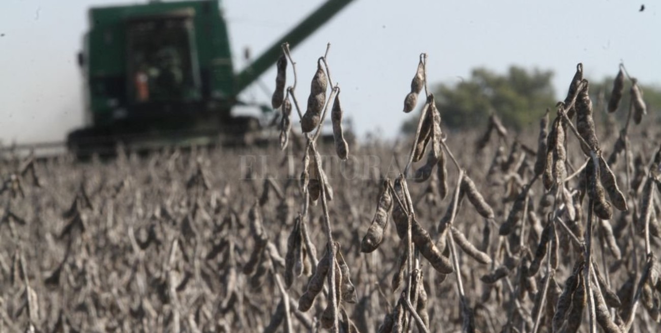 Retenciones: ¿qué hacer en el lote para sobrevivir a una mayor presión impositiva?