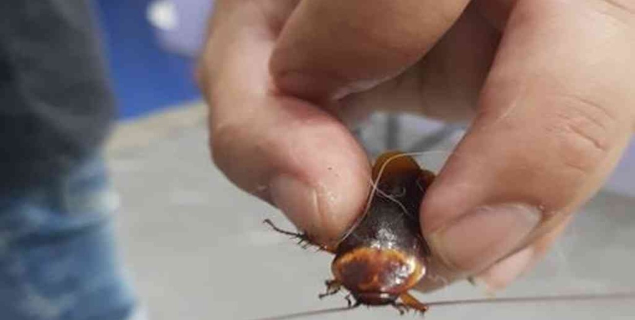 Es viral: llevó al veterinario una cucaracha herida que encontró en la calle