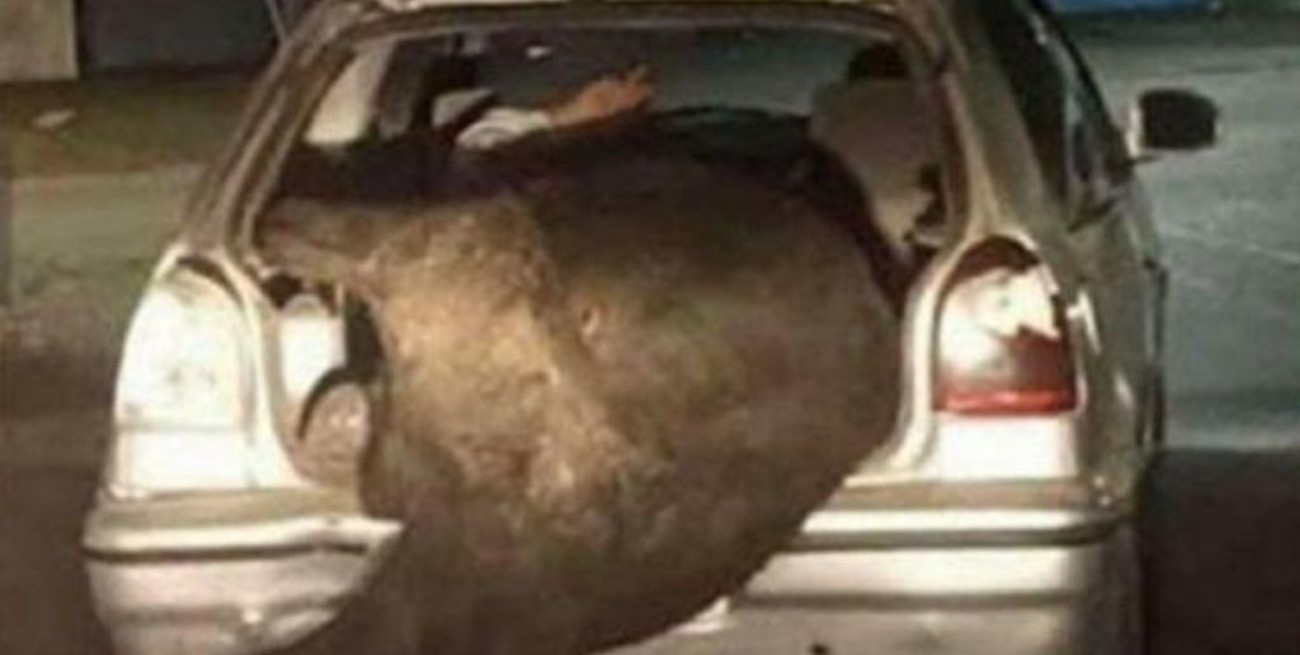 Volcó un camión con ganado y un vecino cargó una vaca en el baúl