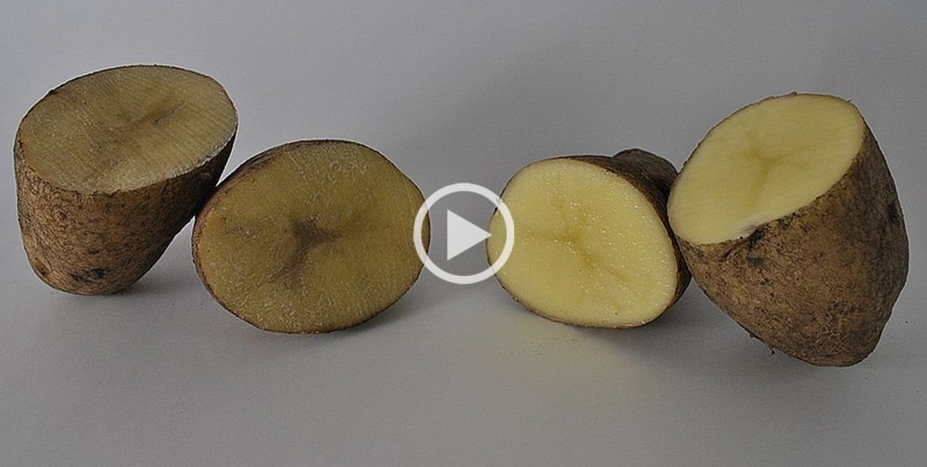 El INTA siembra las primeras papas que no se oxidan