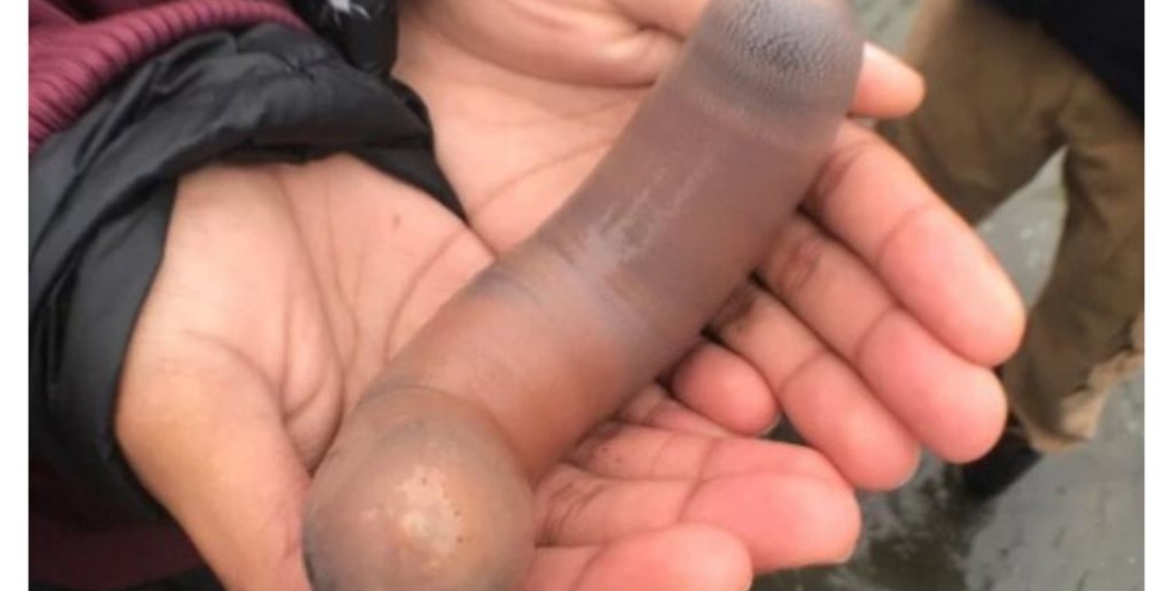 Sorprendente invasión de "peces pene" sobre las playas de California
