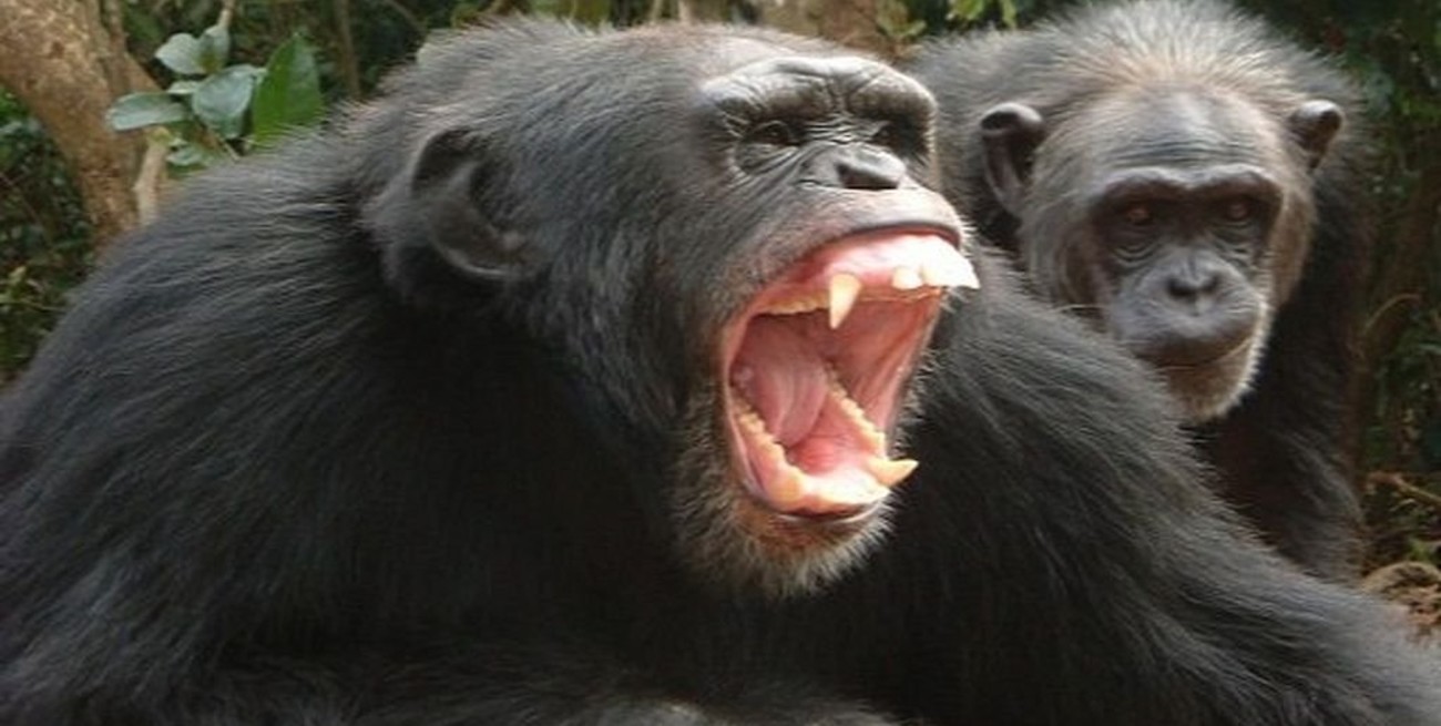 Científicos observan que los chimpancés de Ngogo comienzan a asesinarse entre ellos