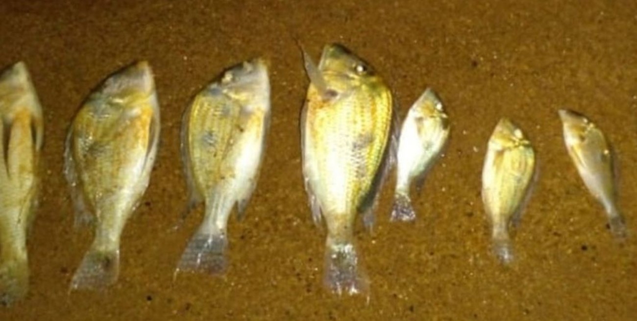 Investigan la muerte de peces en las costas del río Paraná en Misiones